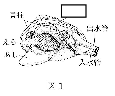 問題【理科】海の生物