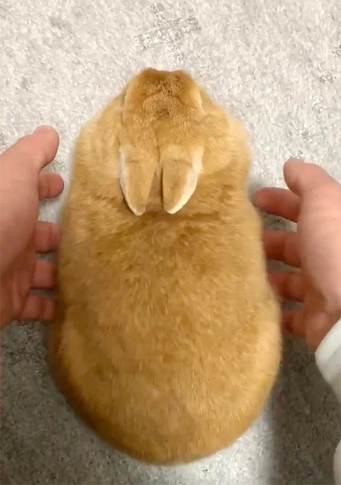 もふもふウサギのお腹をプ まいどなニュース Auヘッドライン