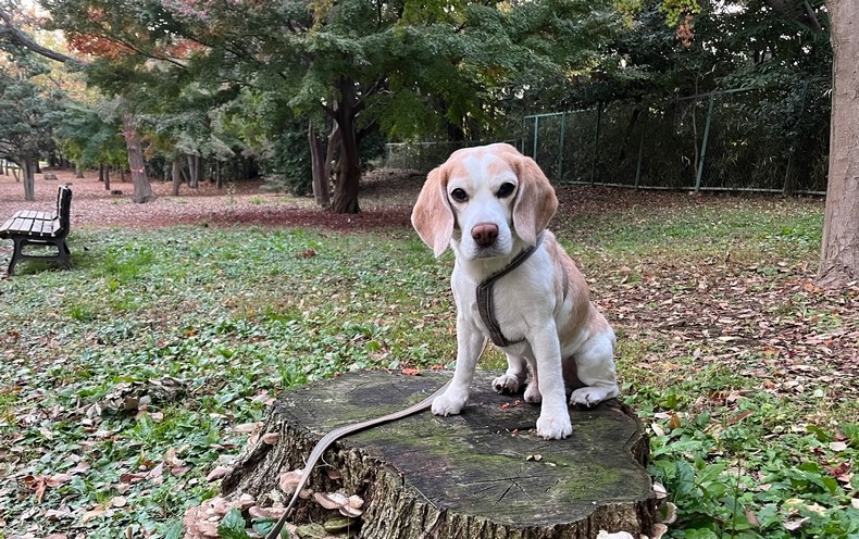 Agサポーターコラム おおらかだが頑固 なビーグル犬と暮らして Aging Gracefully わたしらしく輝く