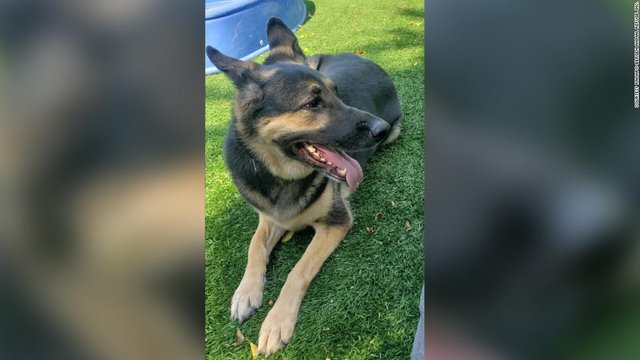 保護施設で救われた犬 病 Cnn Co Jp Auヘッドライン
